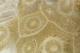 Polished Fossil Coral (Actinocyathus) - Morocco #100609-1
